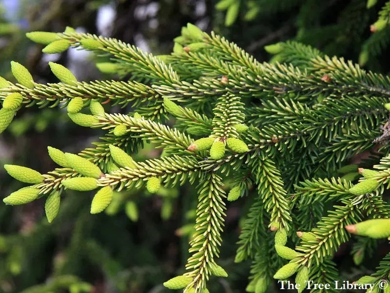 Picea Orientalis 'gowdy' - View 23 from www redcrocus com
