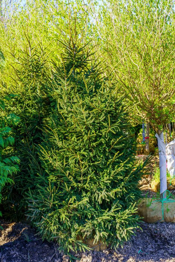 Picea Orientalis 'gowdy' - View 25 from www redcrocus com