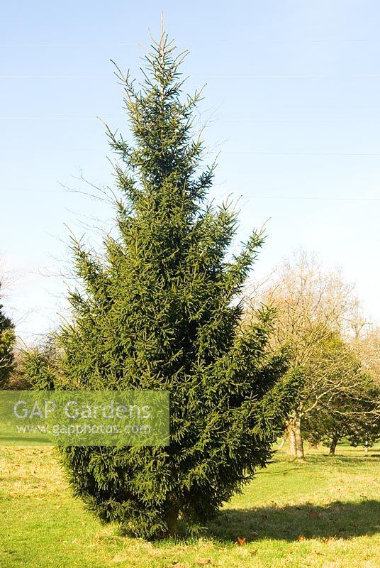Picea Orientalis 'gowdy' - View 28 from www redcrocus com