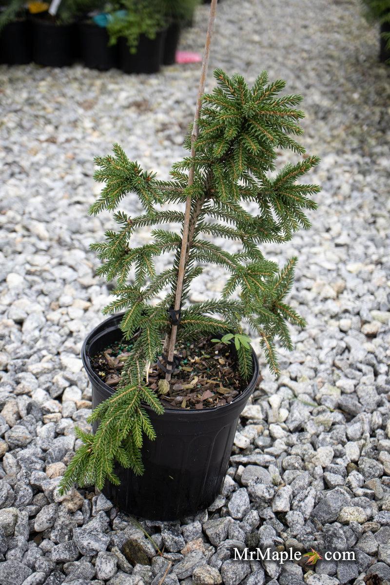 Picea Orientalis 'gowdy' - View 30 from www redcrocus com