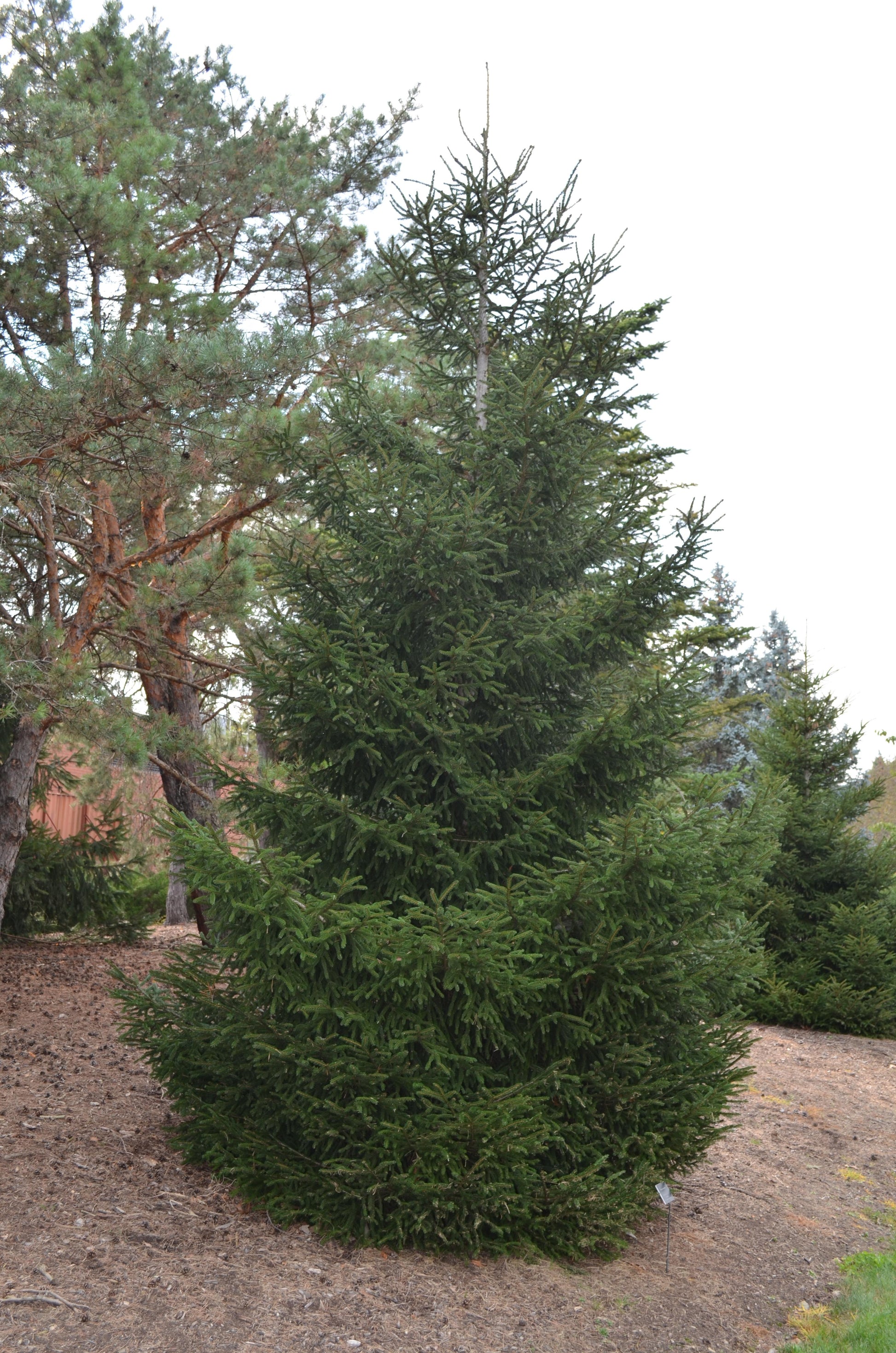 Picea Orientalis 'gowdy' - View 32 from www redcrocus com