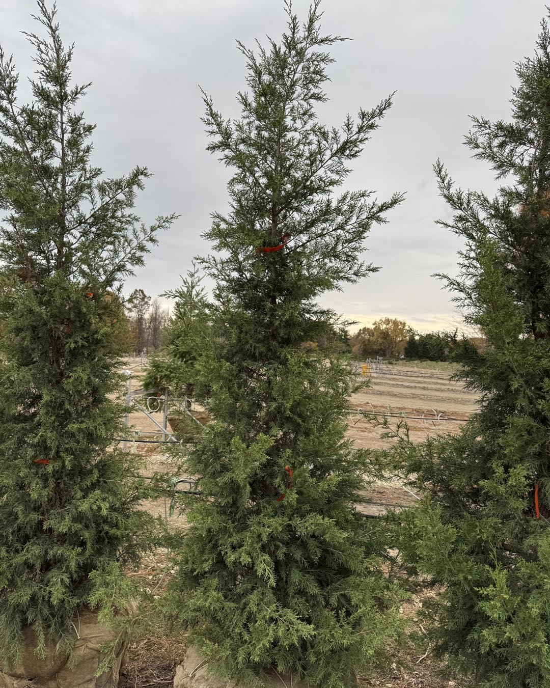 Juniperus Chinensis 'keteleeri' - View 13 from www redcrocus com