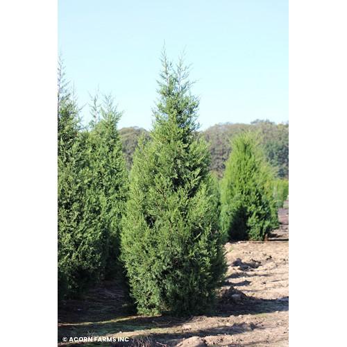 Juniperus Chinensis 'keteleeri' - View 14 from www redcrocus com