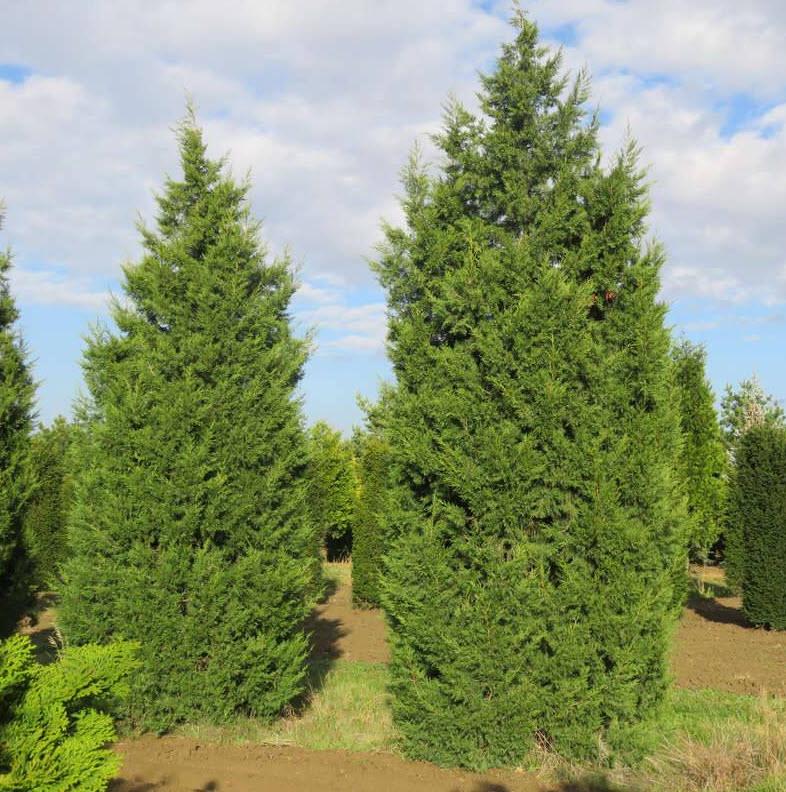 Juniperus Chinensis 'keteleeri' - View 1 from www redcrocus com