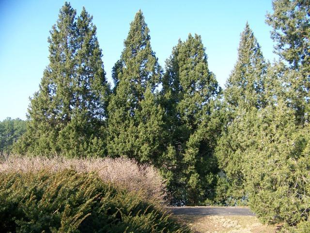 Juniperus Chinensis 'keteleeri' - View 25 from www redcrocus com