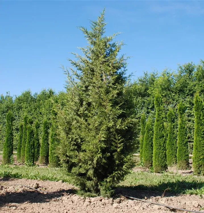 Juniperus Chinensis 'keteleeri' - View 32 from www redcrocus com