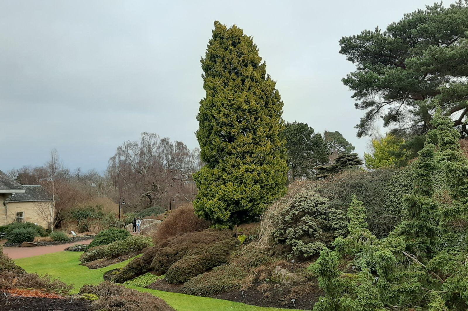 Juniperus Chinensis 'keteleeri' - View 33 from www redcrocus com