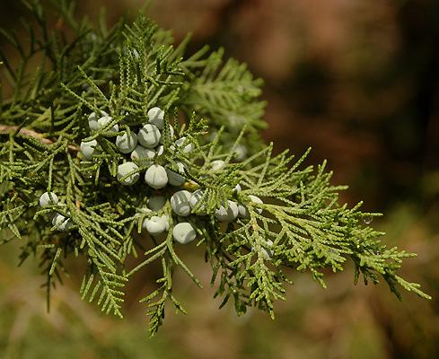 Juniperus Chinensis 'keteleeri' - View 3 from www redcrocus com