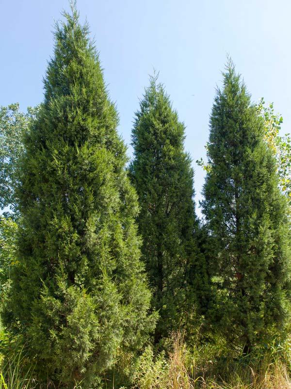 Juniperus Chinensis 'keteleeri' - View 5 from www redcrocus com