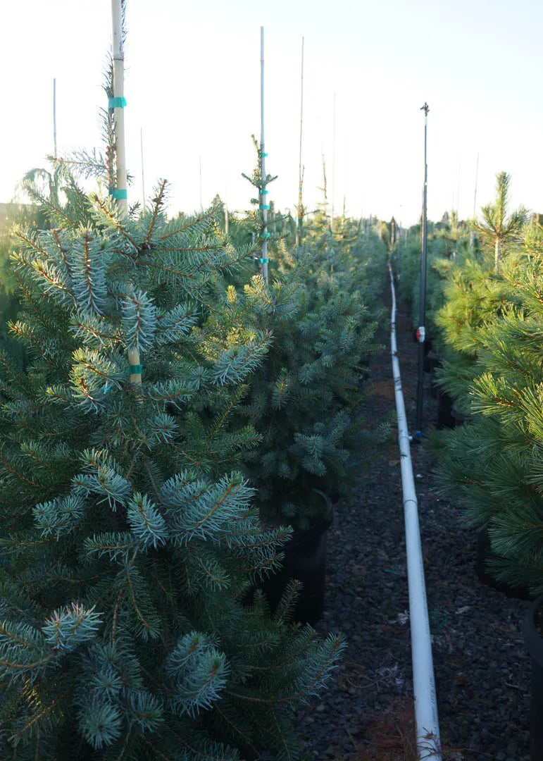 Picea Omorika 'brogan' - View 12 from www redcrocus com