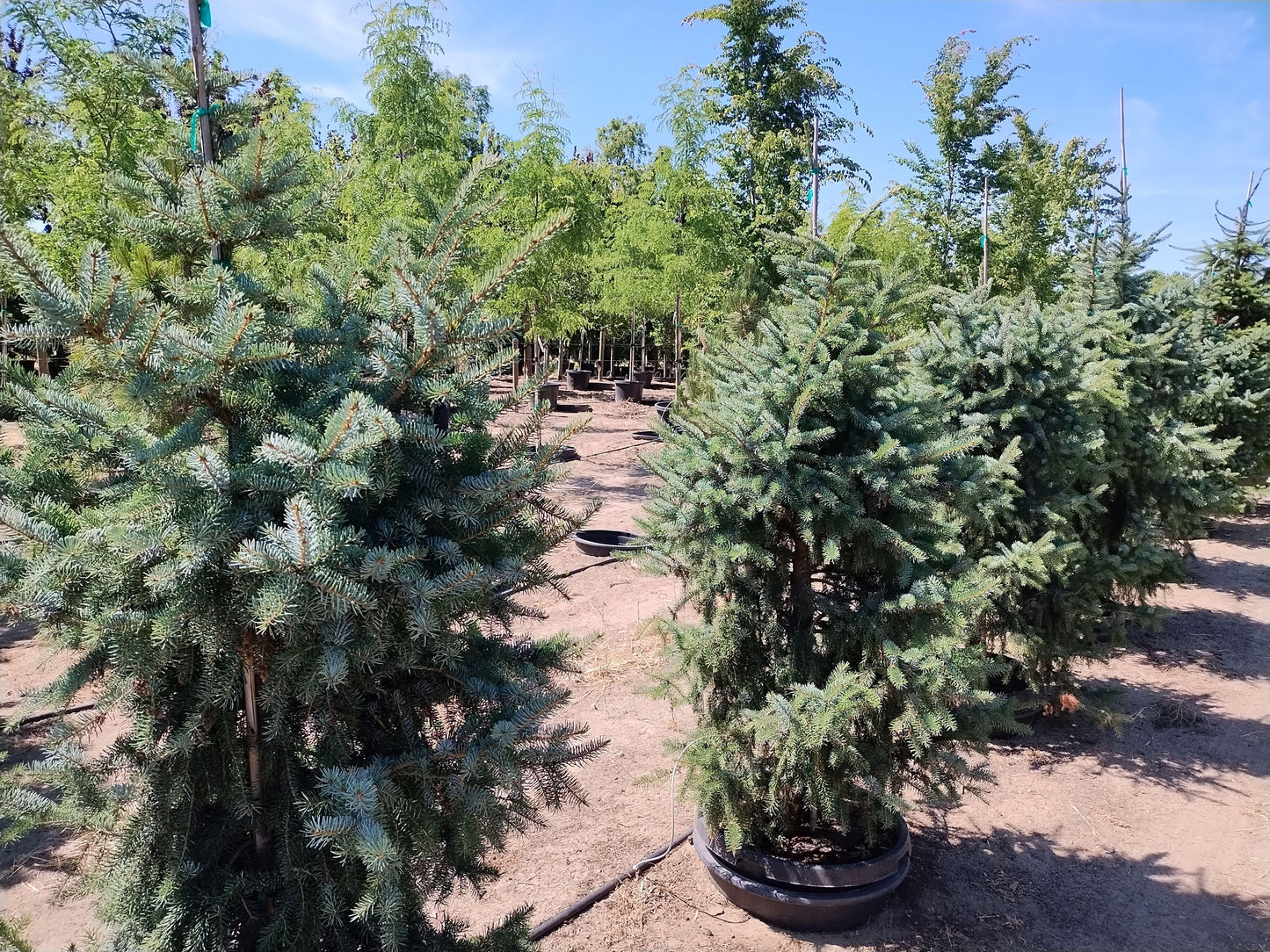 Picea Omorika 'brogan' - View 14 from www redcrocus com