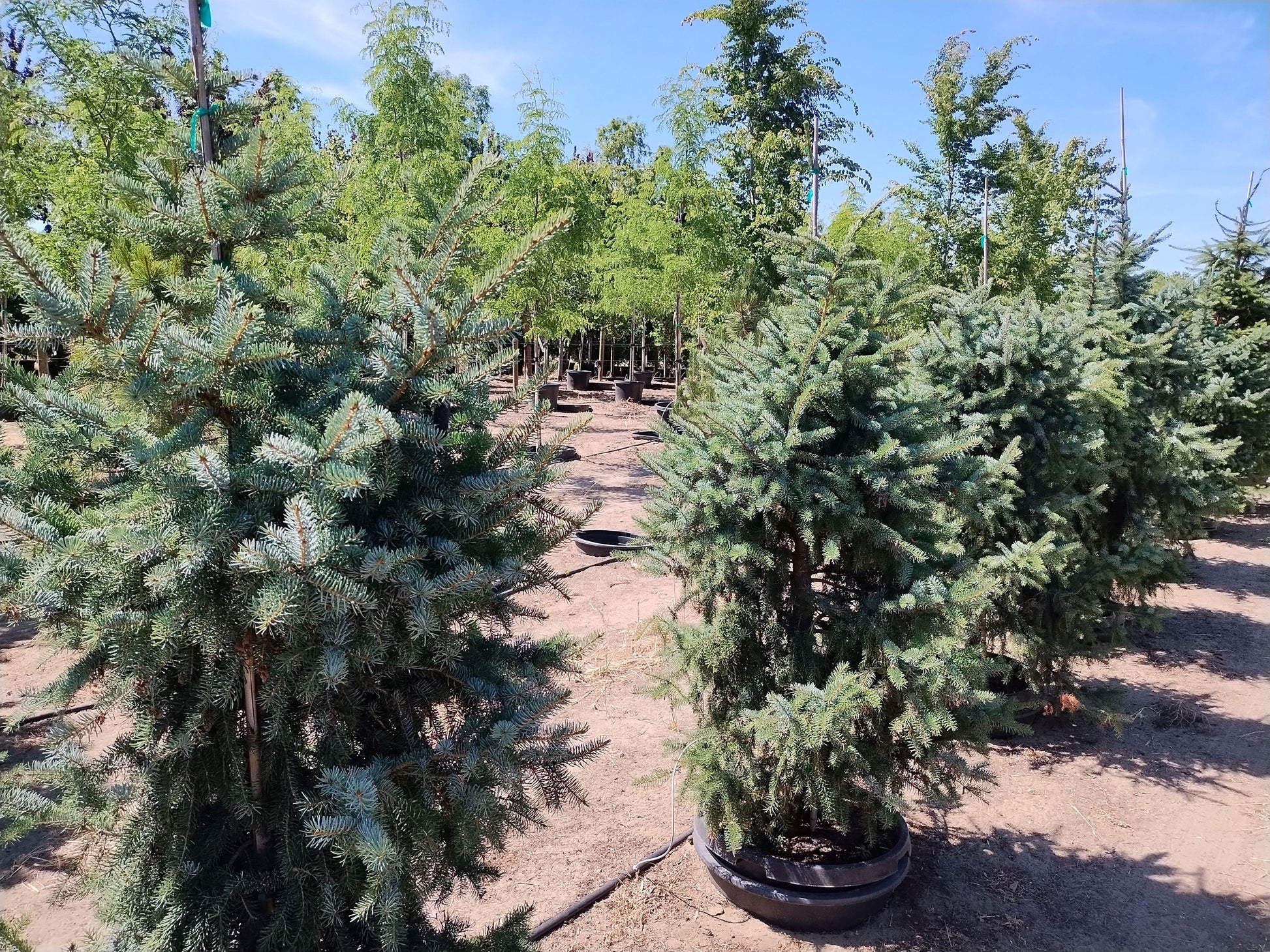 Picea Omorika 'brogan' - View 14 from www redcrocus com