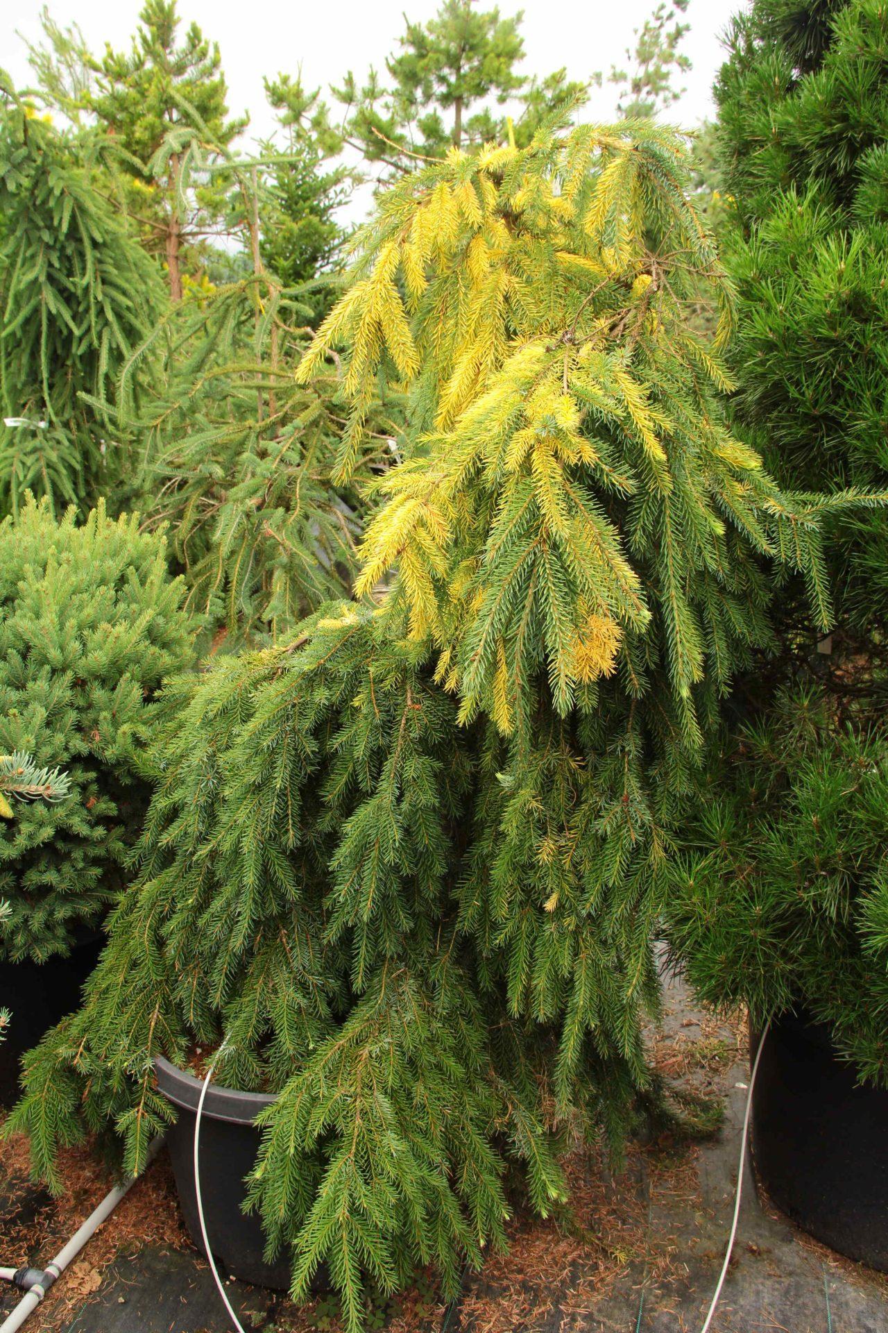 Picea Omorika 'brogan' - View 2 from www redcrocus com