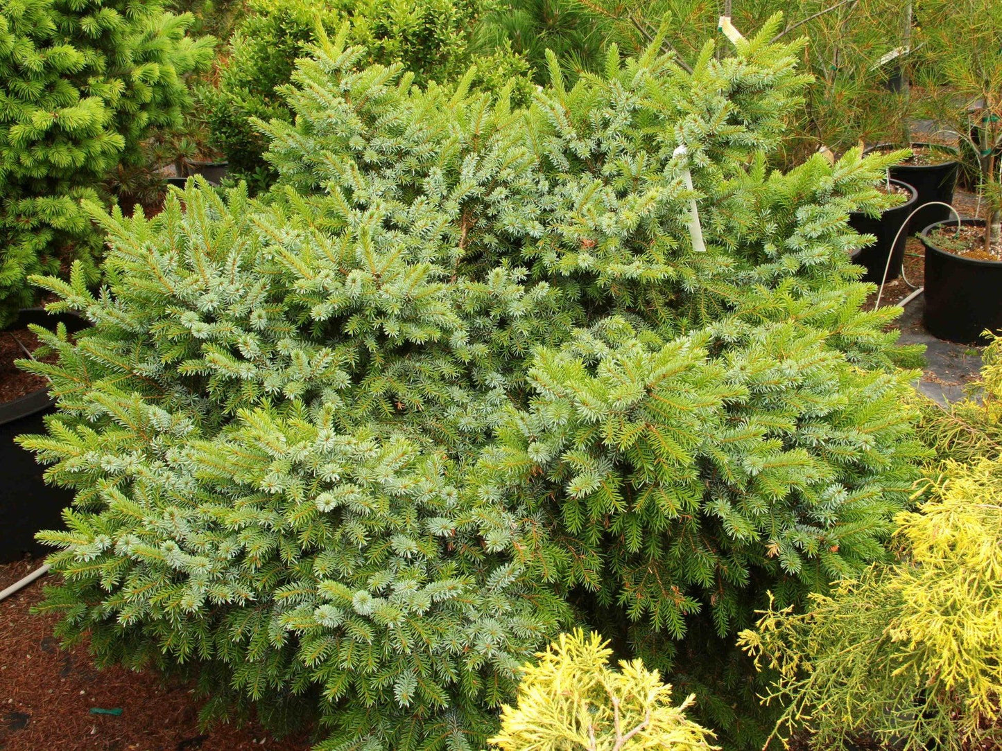 Picea Omorika 'brogan' - View 3 from www redcrocus com