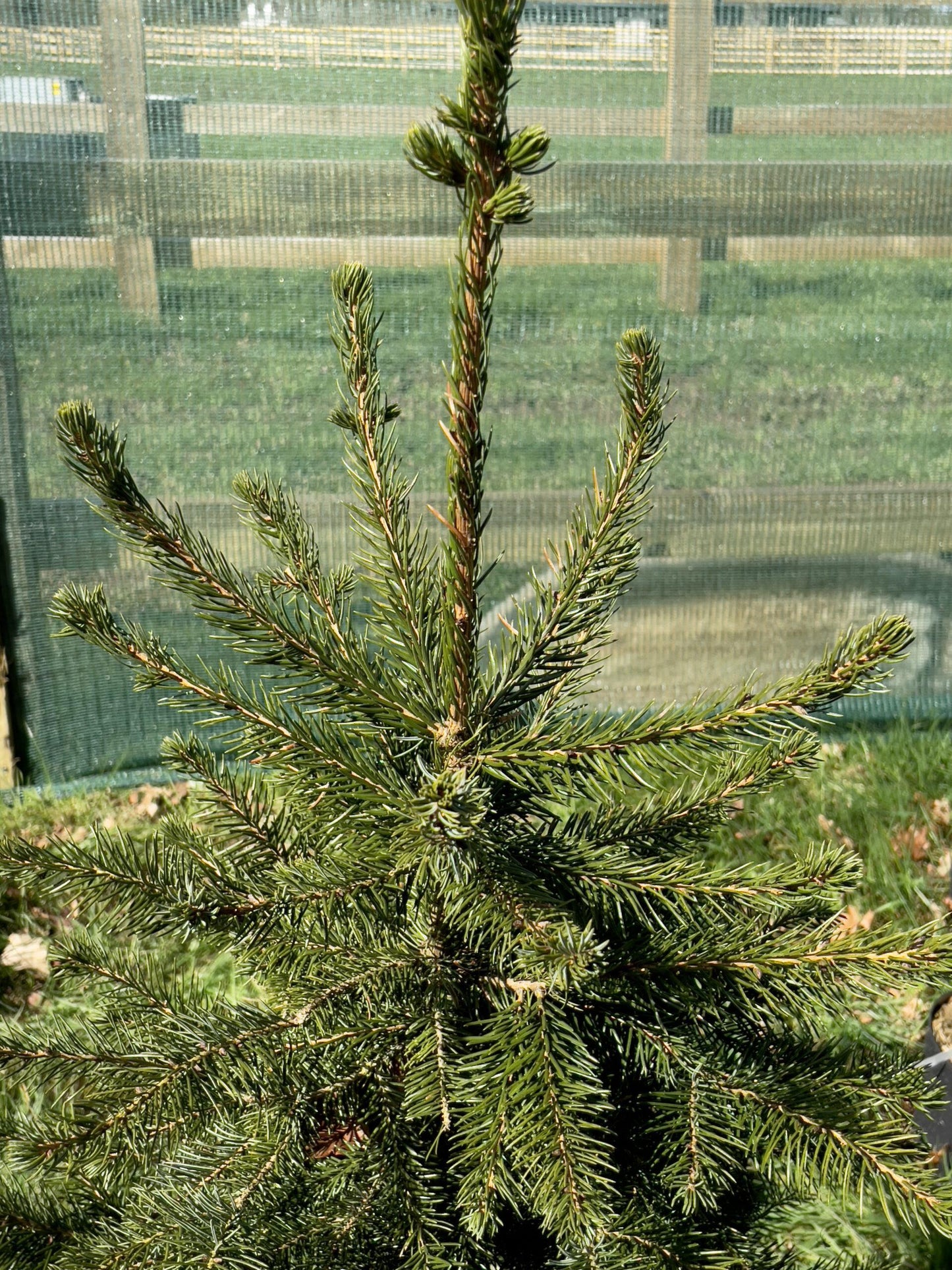 Picea Omorika 'brogan' - View 4 from www redcrocus com