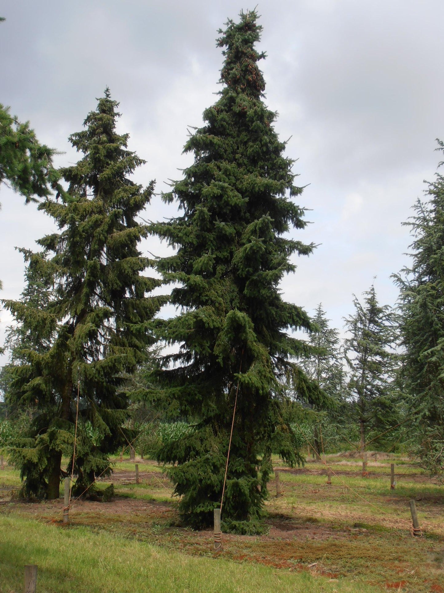 Picea Omorika 'brogan' - View 5 from www redcrocus com