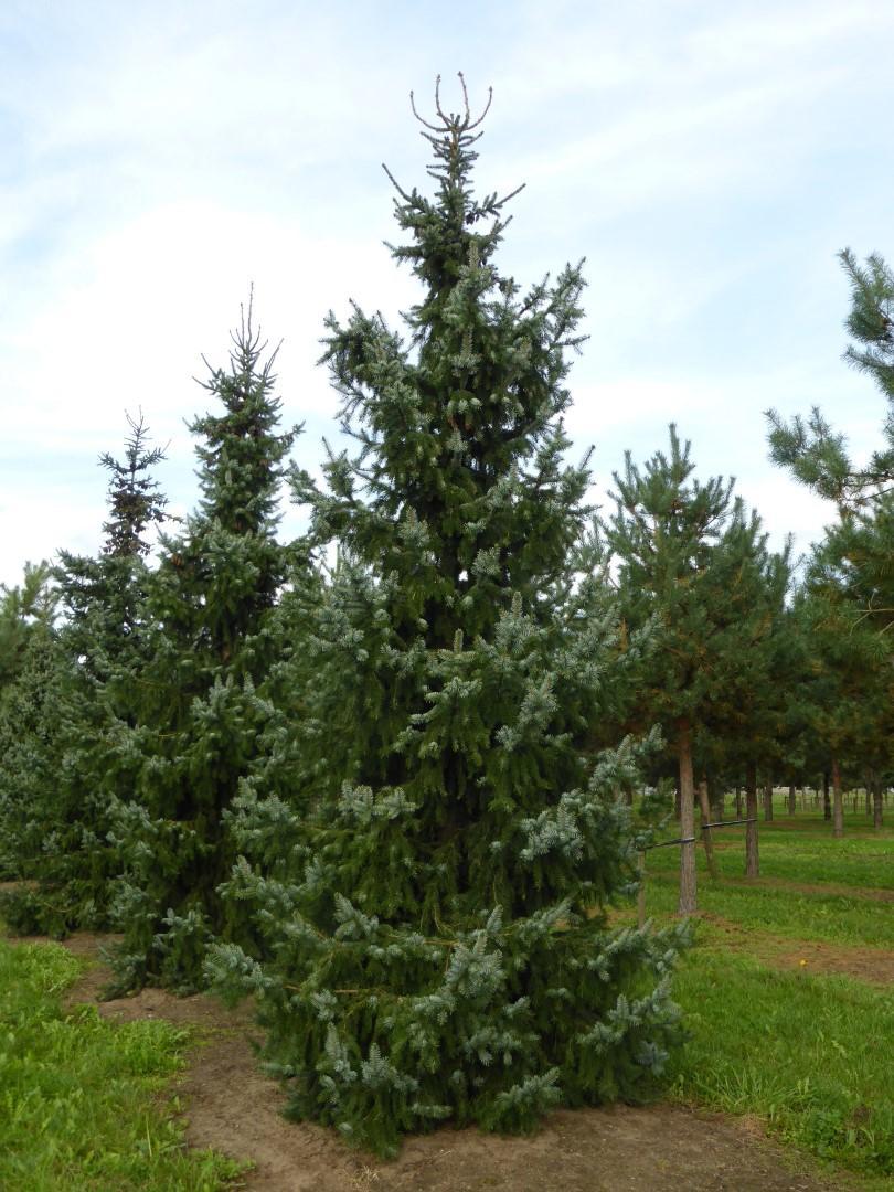 Picea Omorika 'brogan' - View 6 from www redcrocus com