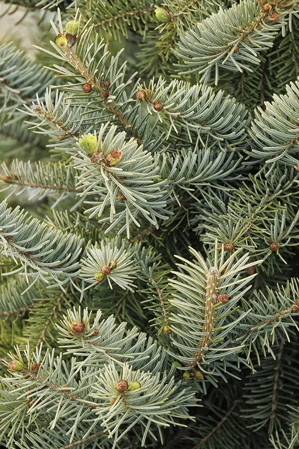 Picea Omorika 'brogan' - View 8 from www redcrocus com