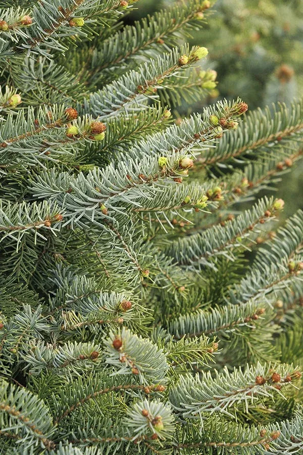 Picea Omorika 'brogan' - View 9 from www redcrocus com