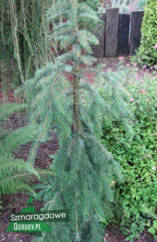 Picea Omorika 'pendula Snezna' - View 10 from www redcrocus com