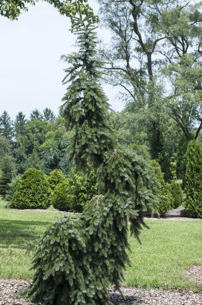 Picea Omorika 'pendula Snezna' - View 11 from www redcrocus com
