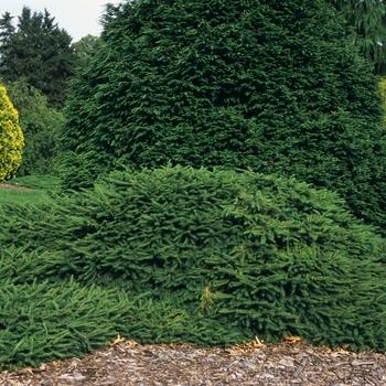 Picea Omorika 'pendula Snezna' - View 12 from www redcrocus com