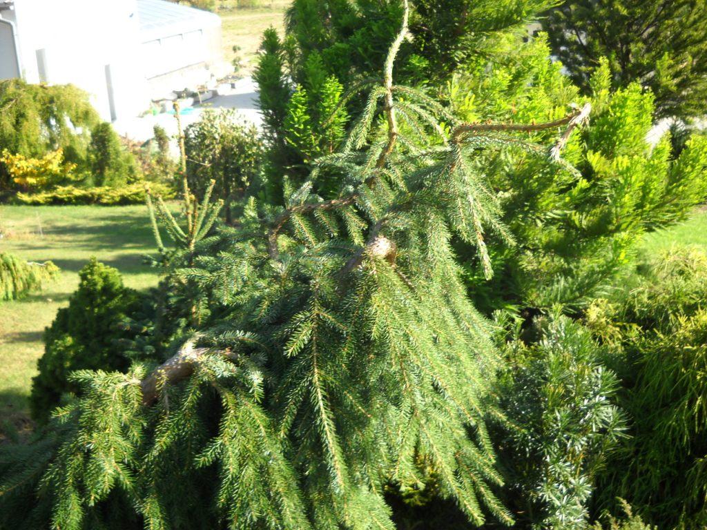 Picea Omorika 'pendula Snezna' - View 2 from www redcrocus com