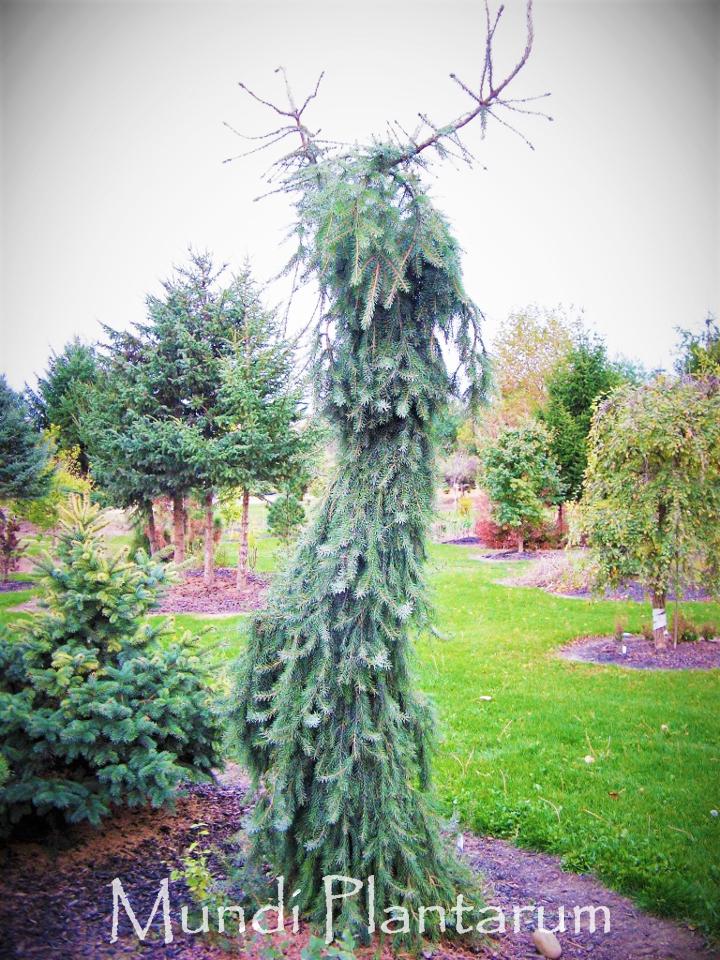 Picea Omorika 'pendula Snezna' - View 3 from www redcrocus com