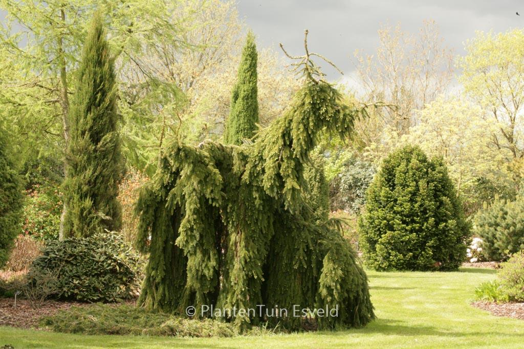 Picea Omorika 'pendula Snezna' - View 5 from www redcrocus com