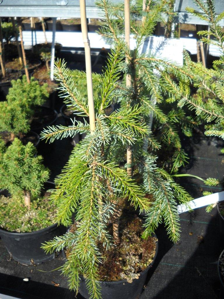 Picea Omorika 'pendula Snezna' - View 7 from www redcrocus com