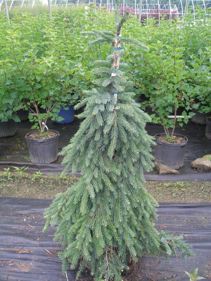 Picea Omorika 'pendula Snezna' - View 8 from www redcrocus com