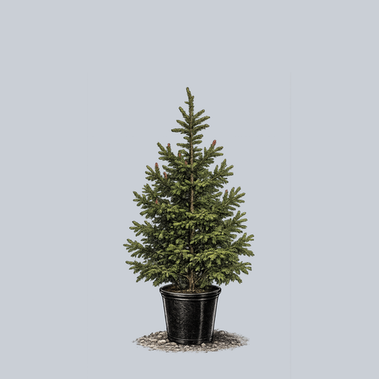 Picea Orientalis 'atrovirens' - View 10 from www redcrocus com