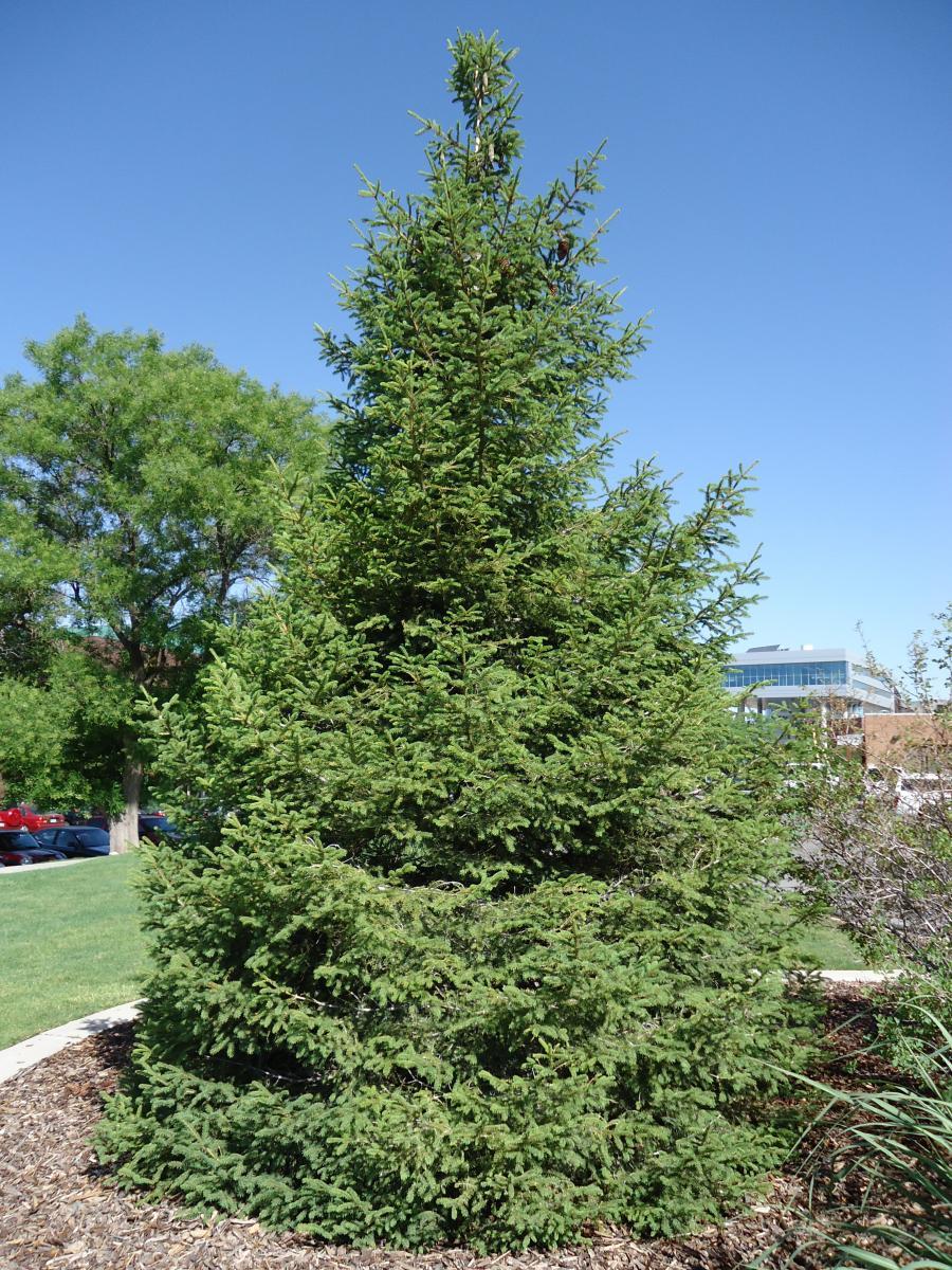 Picea Orientalis 'atrovirens' - View 18 from www redcrocus com