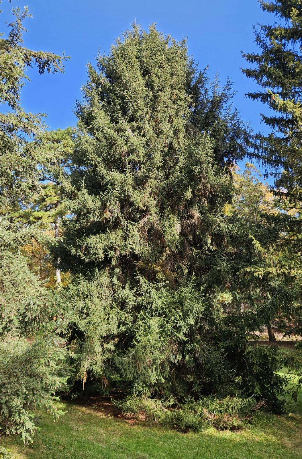 Picea Orientalis 'atrovirens' - View 20 from www redcrocus com