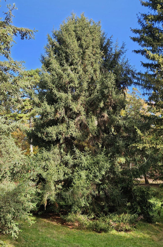 Picea Orientalis 'atrovirens' - View 20 from www redcrocus com