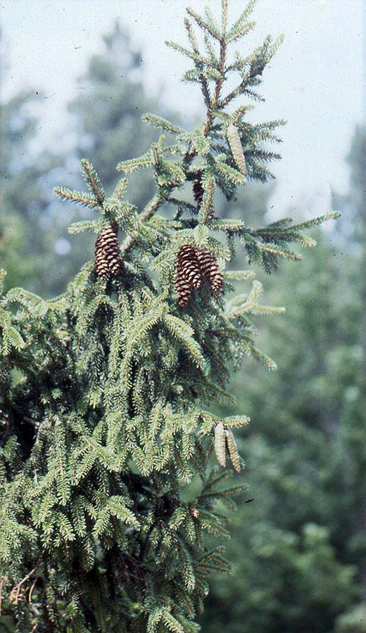Picea Orientalis 'atrovirens' - View 21 from www redcrocus com