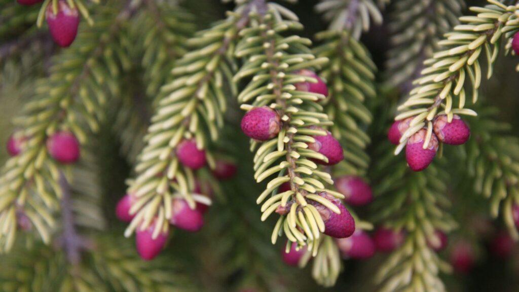Picea Orientalis 'atrovirens' - View 22 from www redcrocus com