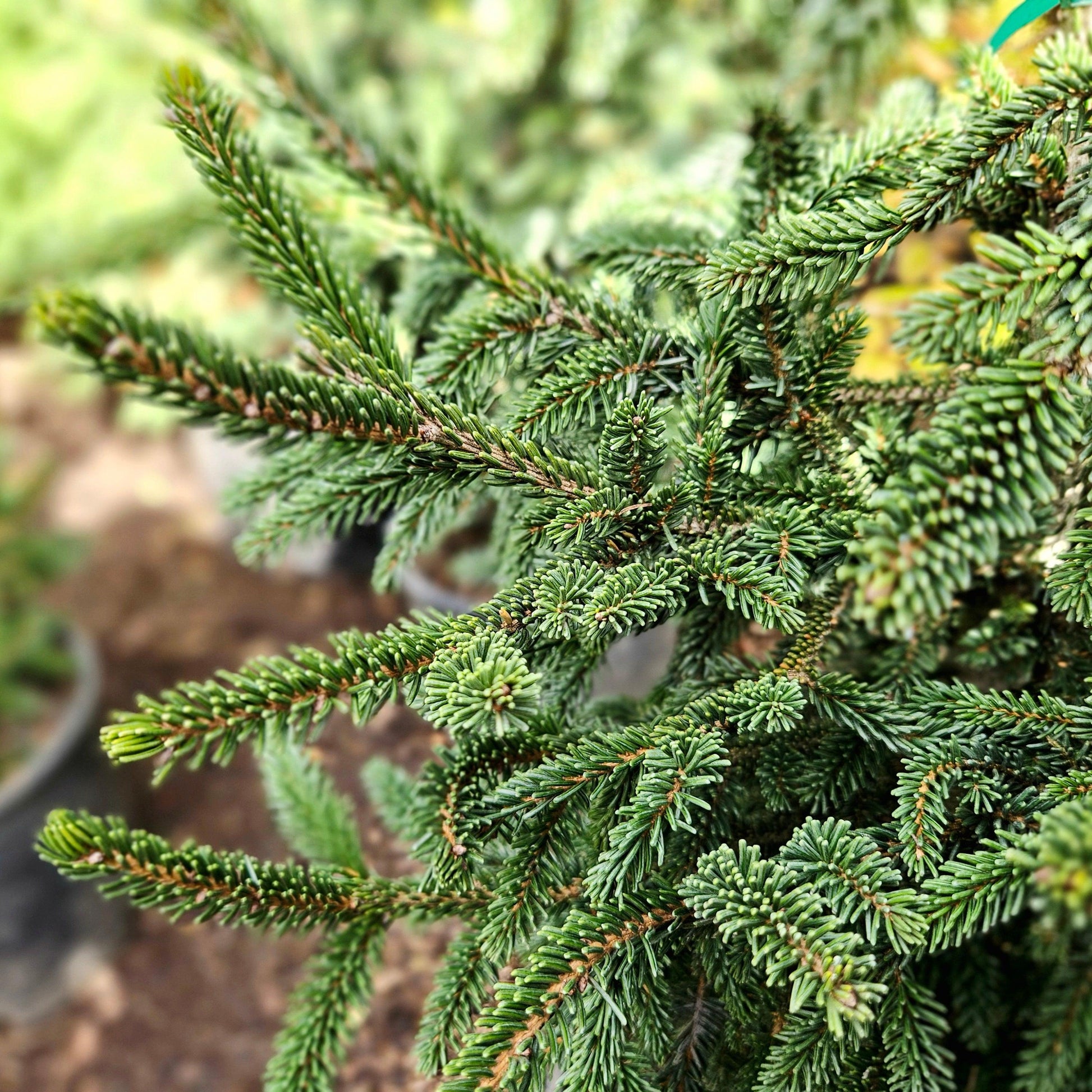 Picea Orientalis 'atrovirens' - View 27 from www redcrocus com