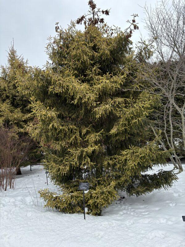 Picea Orientalis 'atrovirens' - View 32 from www redcrocus com