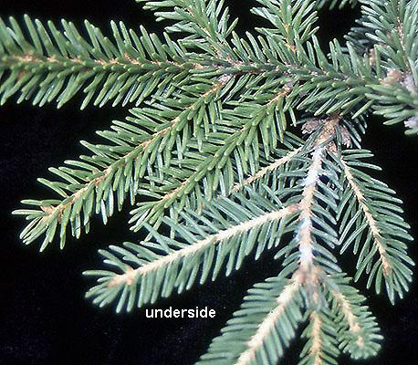 Picea Orientalis 'atrovirens' - View 34 from www redcrocus com