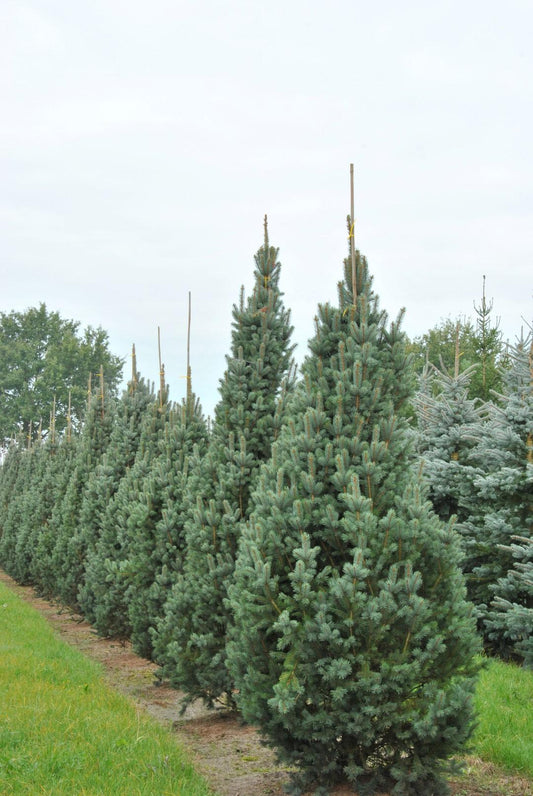 Picea Pungens 'iseli Fastigiata' - View 10 from www redcrocus com