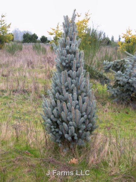 Picea Pungens 'iseli Fastigiata' - View 16 from www redcrocus com