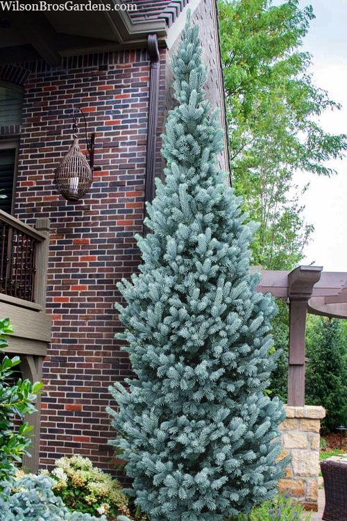 Picea Pungens 'iseli Fastigiata' - View 1 from www redcrocus com