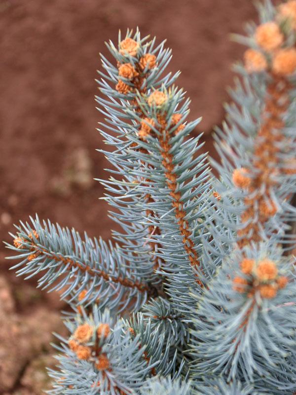Picea Pungens 'iseli Fastigiata' - View 20 from www redcrocus com