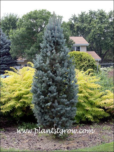 Picea Pungens 'iseli Fastigiata' - View 22 from www redcrocus com