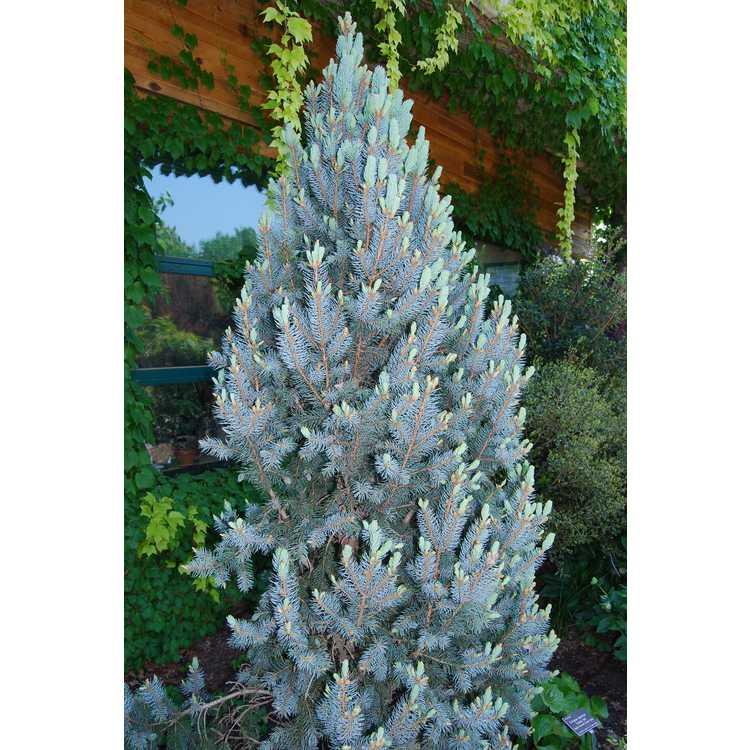 Picea Pungens 'iseli Fastigiata' - View 27 from www redcrocus com