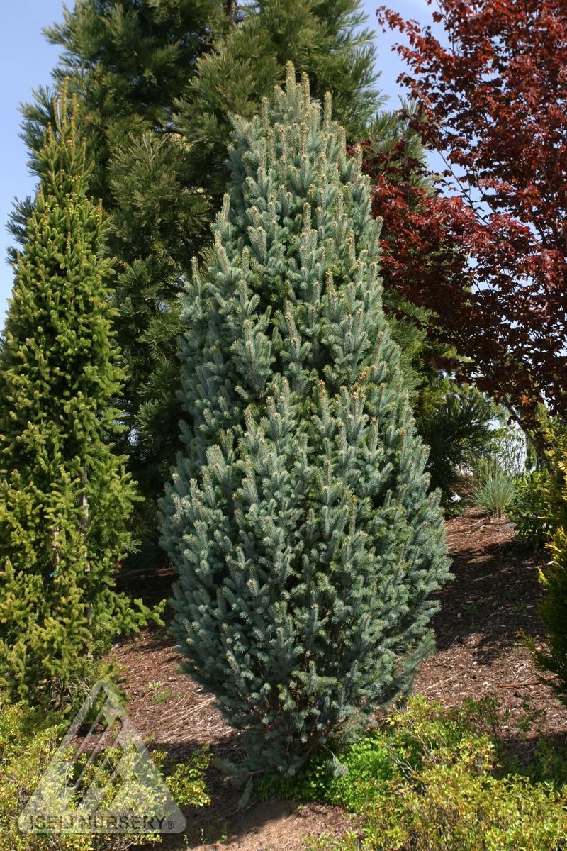 Picea Pungens 'iseli Fastigiata' - View 33 from www redcrocus com