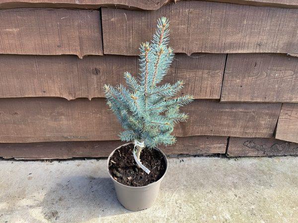 Picea Pungens 'iseli Fastigiata' - View 35 from www redcrocus com