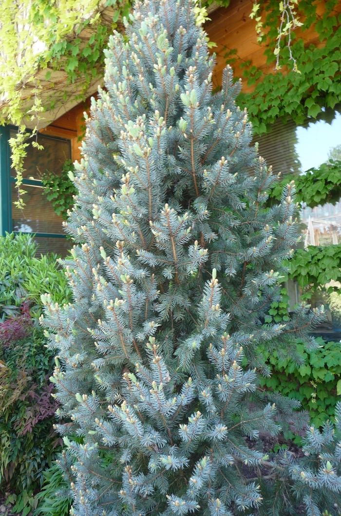 Picea Pungens 'iseli Fastigiata' - View 38 from www redcrocus com