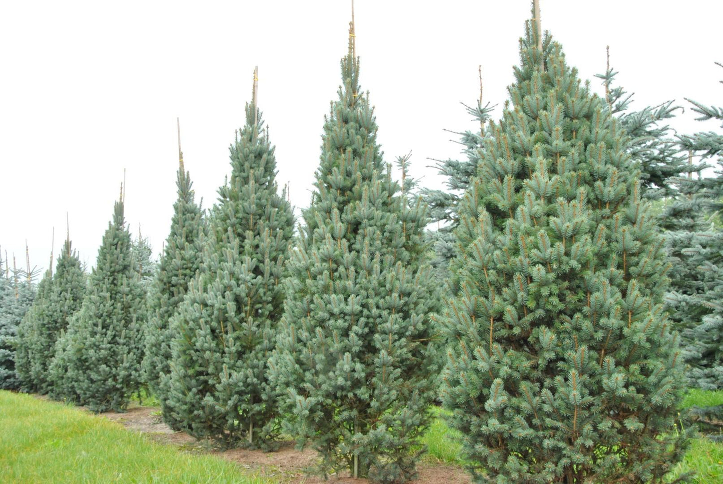Picea Pungens 'iseli Fastigiata' - View 3 from www redcrocus com